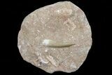 Fossil Plesiosaur (Zarafasaura) Tooth In Sandstone - Morocco #70314-1